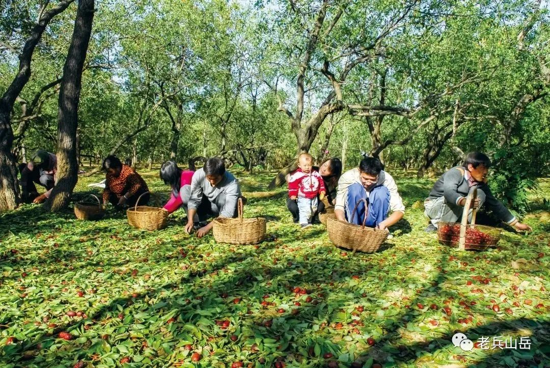 陕北狗头枣多少钱一斤_狗头枣多少钱一斤_狗头枣