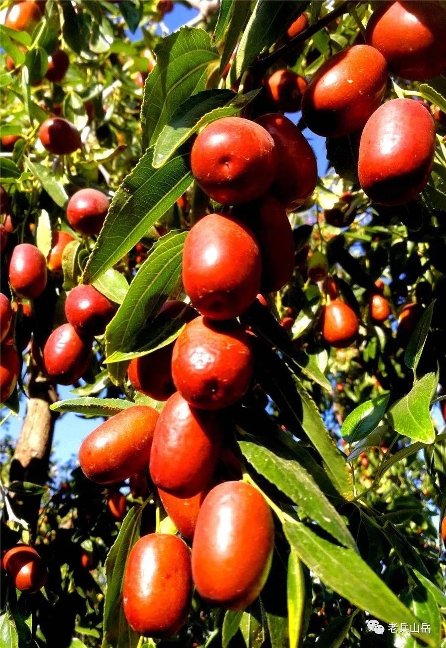 狗头枣_陕北狗头枣多少钱一斤_狗头枣多少钱一斤