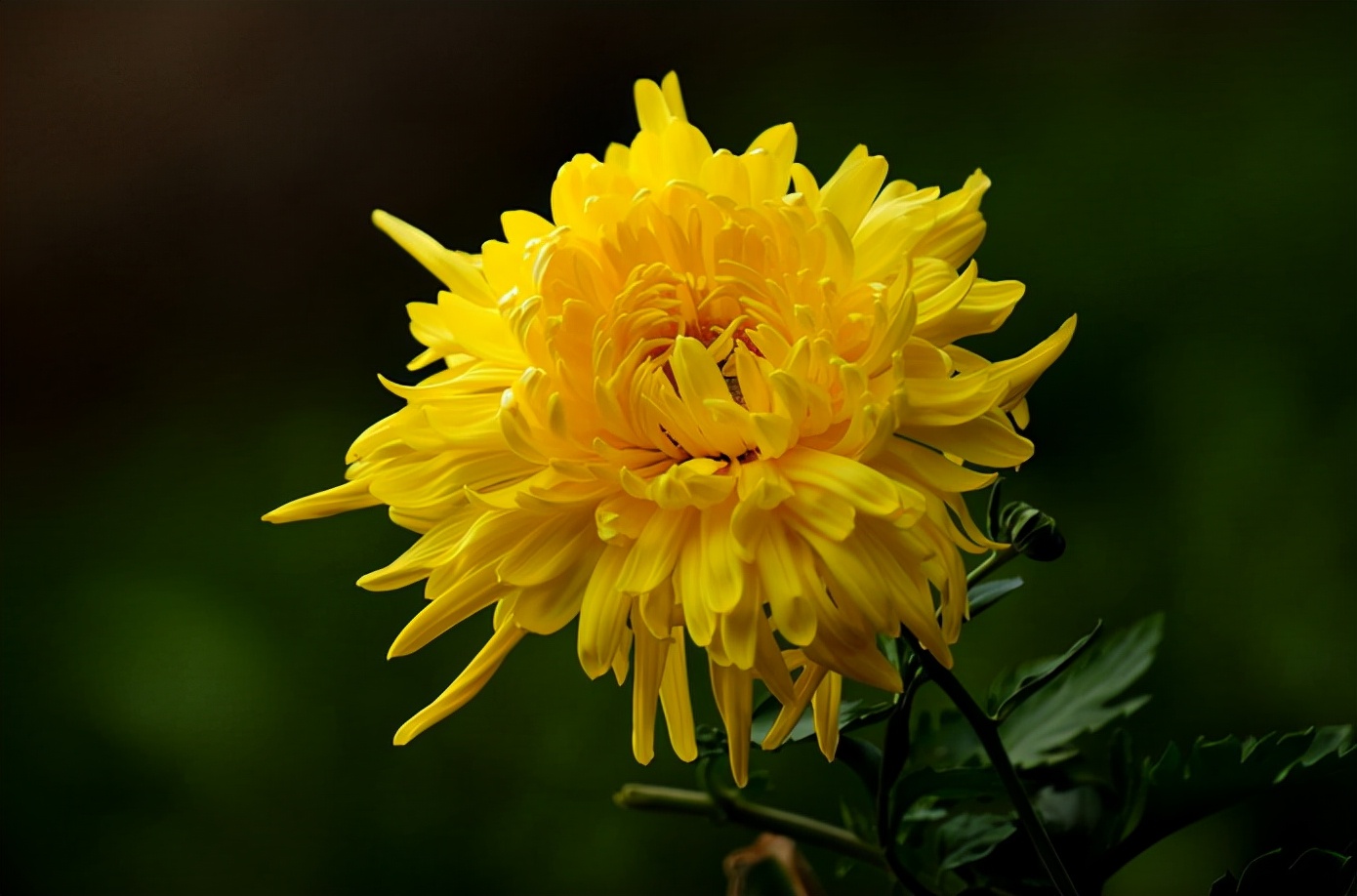 逆风如解意容易么摧残_逆风如解意容易莫摧残什么意思_逆风如解意容易莫摧残什么意思