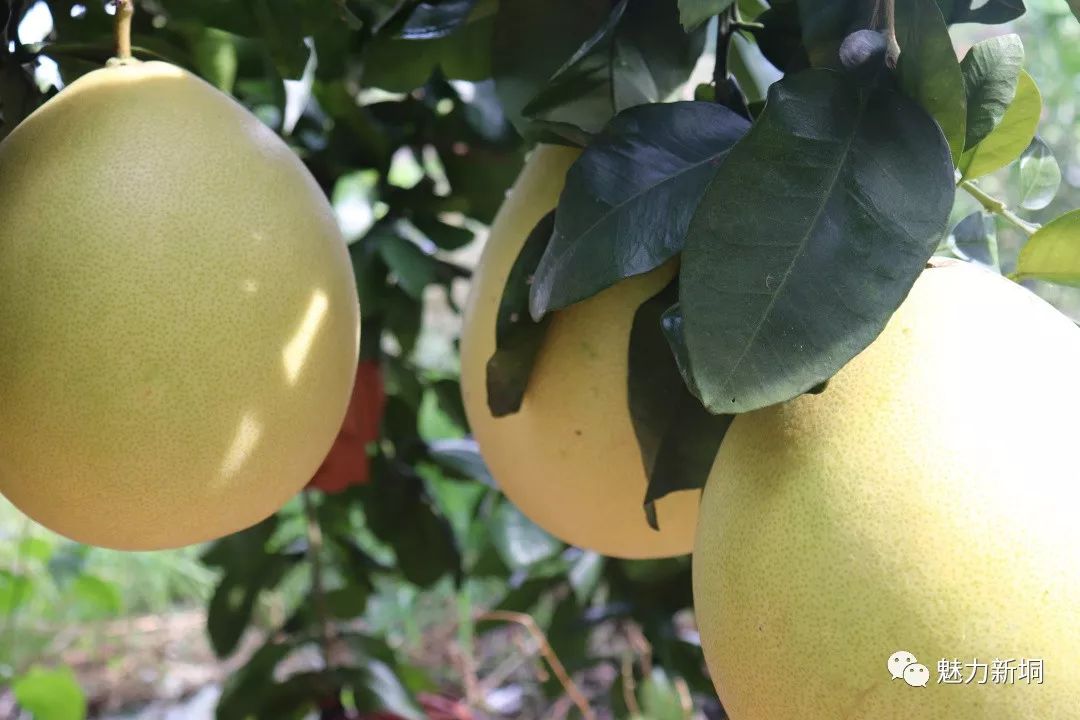 茂名特产籺_广东茂名特产有什么_茂名特产