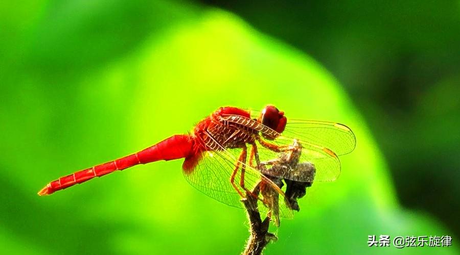 红蜻蜓歌词-山田耕筰《红蜻蜓》，一首经久不衰的日本童谣
