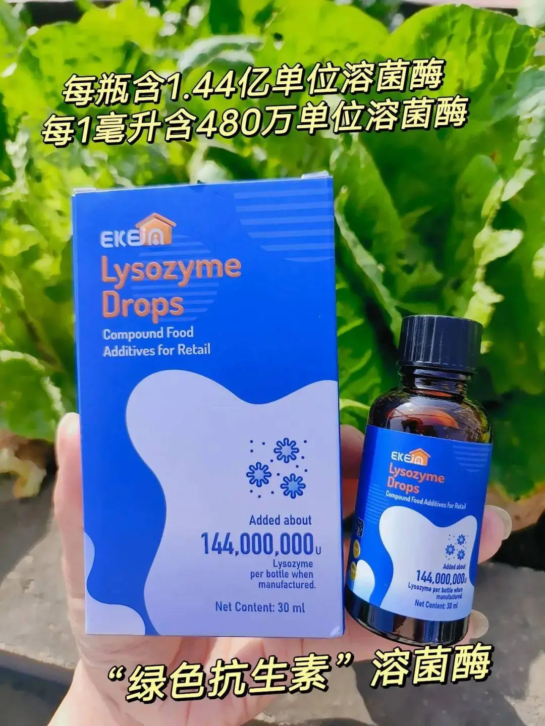 核糖体的功能_核糖体功能受什么激素调节_核糖体功能位点