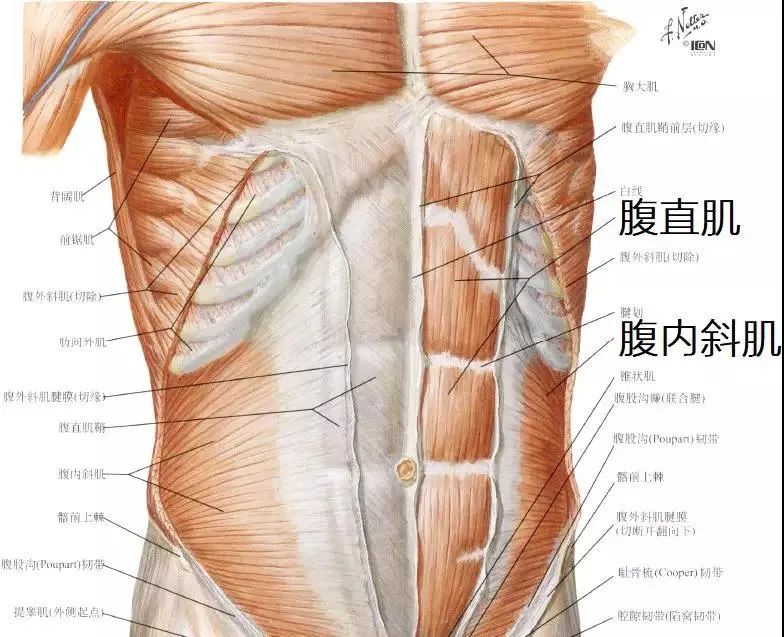 大象生孩子_大象怀孕生产过程视频_大象怀孕多久生产