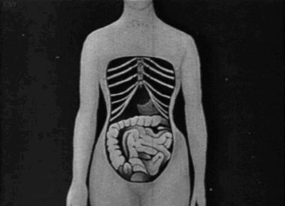 大象怀孕多久生产_大象怀孕生产过程视频_大象生孩子