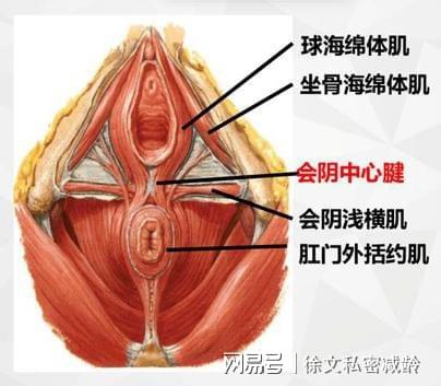 大象生孩子_大象怀孕生产过程视频_大象怀孕多久生产