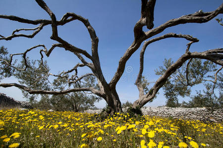 植物椿_椿植物图片_植物椿