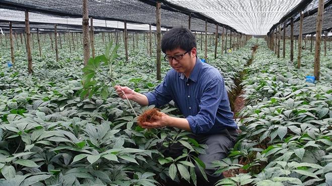 植物椿_椿植物图片_植物椿