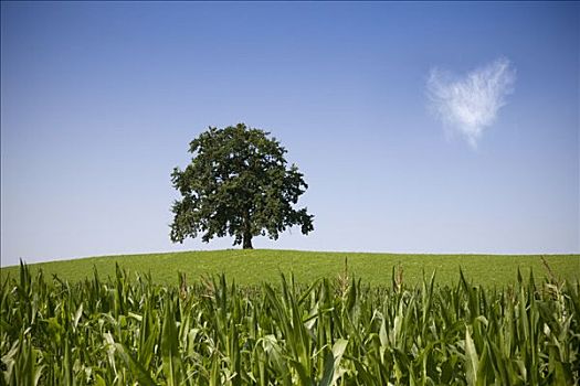 椿植物图片_植物椿_植物椿