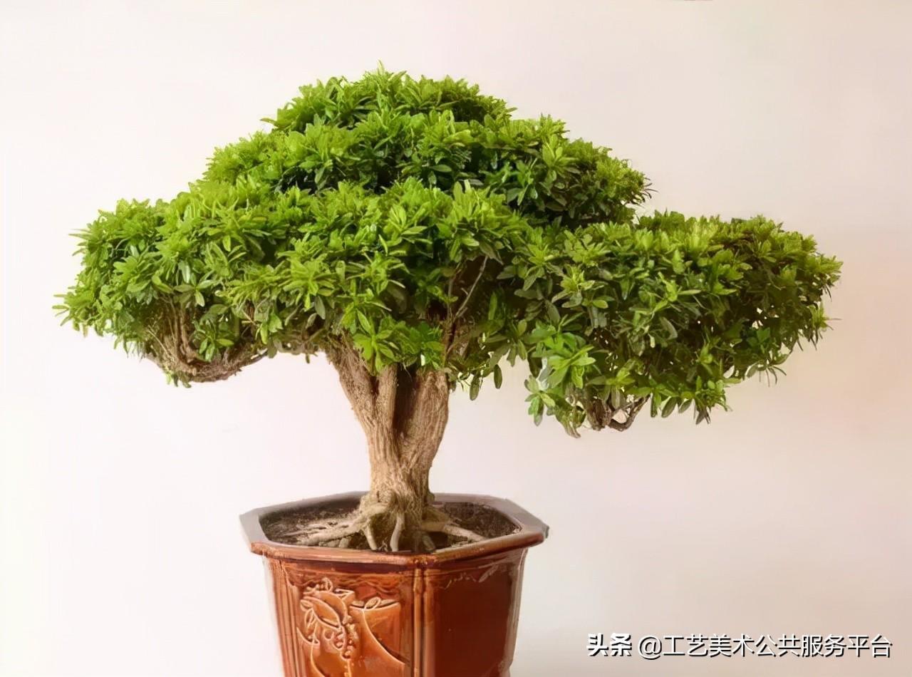 松树的寓意象征是什么_寓意松树象征是什么生肖_松树象征的寓意