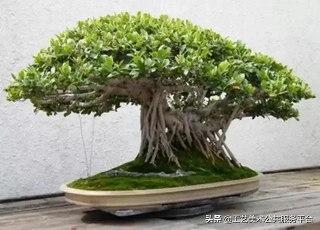 松树象征的寓意_寓意松树象征是什么生肖_松树的寓意象征是什么