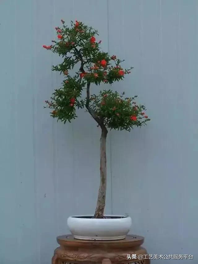 寓意松树象征是什么生肖_松树象征的寓意_松树的寓意象征是什么