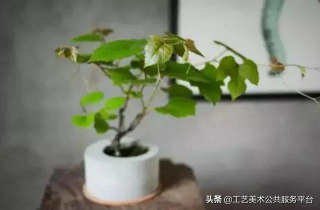 寓意松树象征是什么生肖_松树象征的寓意_松树的寓意象征是什么