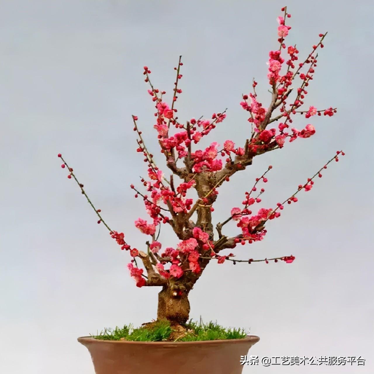 松树象征的寓意_松树的寓意象征是什么_寓意松树象征是什么生肖