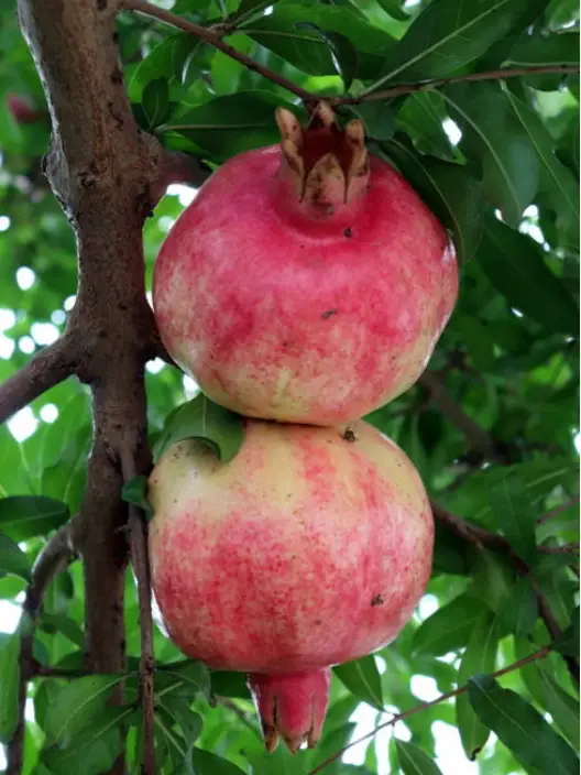 松树象征的寓意_松树的寓意象征是什么_寓意松树象征是什么生肖