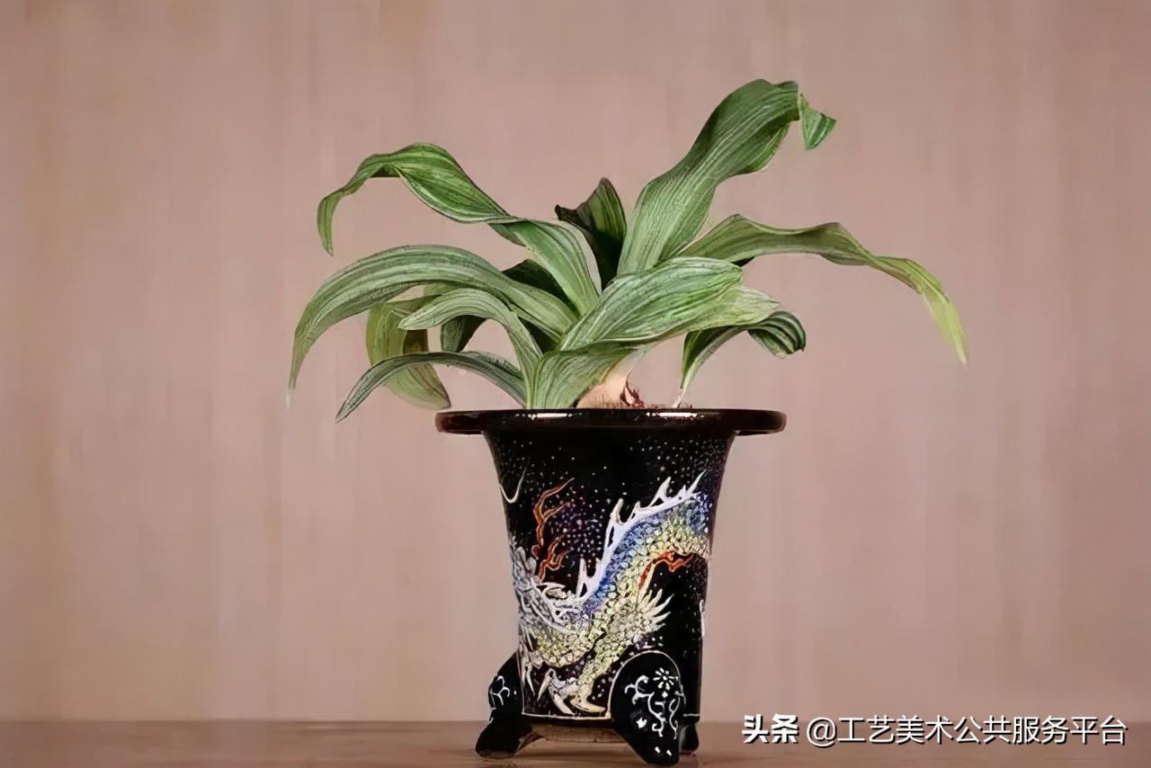 松树象征的寓意_寓意松树象征是什么生肖_松树的寓意象征是什么