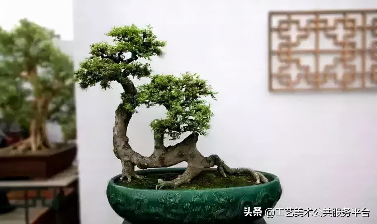 松树象征的寓意_松树的寓意象征是什么_寓意松树象征是什么生肖