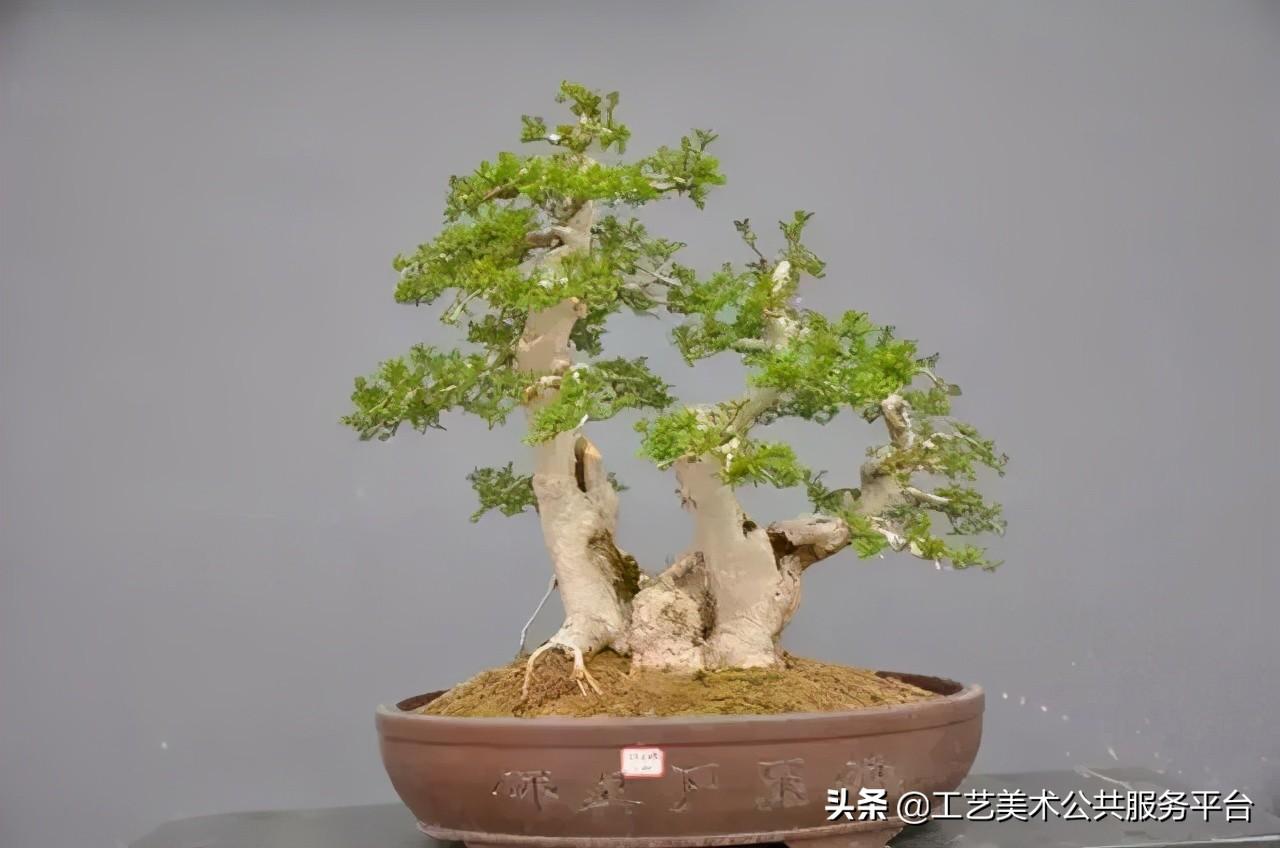 松树象征的寓意_松树的寓意象征是什么_寓意松树象征是什么生肖