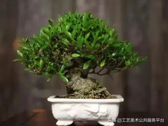 松树象征的寓意_松树的寓意象征是什么_寓意松树象征是什么生肖