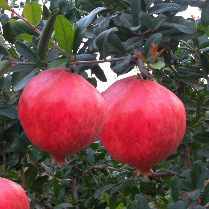 松树象征的寓意_寓意松树象征是什么生肖_松树的寓意象征是什么