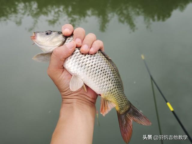 小鲤鱼歌曲历险记_小鲤鱼历险记歌词_小鲤鱼历险记的歌
