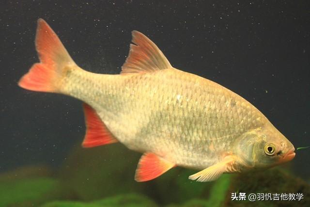 小鲤鱼歌曲历险记_小鲤鱼历险记歌词_小鲤鱼历险记的歌