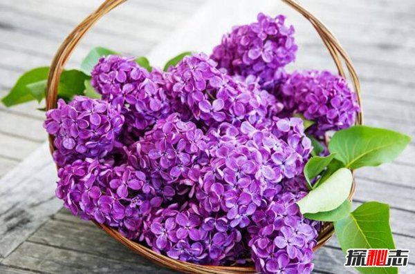 蒸熊掌蒸鹿尾烧花鸭烧雏鸡烧子鹅-近现代作品·相声·报菜名(摘录)