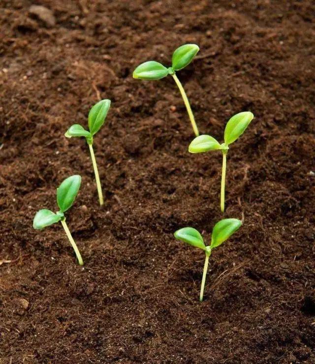 硫酸钾镁作用_碳酸镁作用_镁的作用