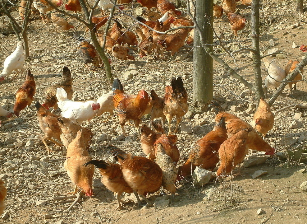 疯枣病能治好吗_疯枣病传染其他树种_枣疯病