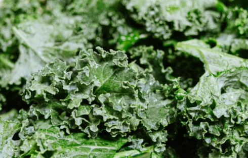 趣丁网-羽衣甘蓝有什么功效