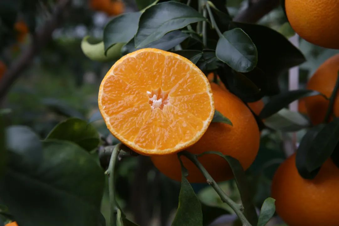 贾府为什么败落_贾府败落的原因_贾府败落的具体表现