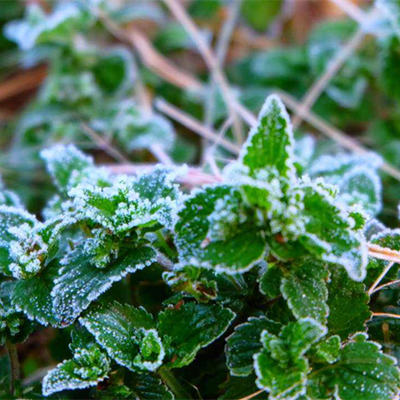 恶语伤人六月寒_六月寒语伤人心_六月恶语伤人六月寒