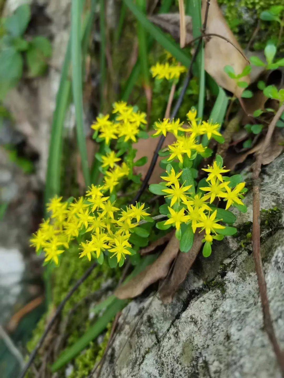 大熊猫的样子描写外貌-三下第七单元《国宝大熊猫》作文评语