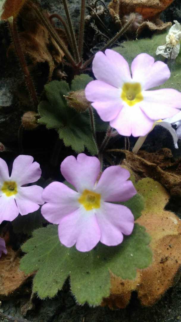 大熊猫的样子描写外貌_熊猫外貌描写的段落_外貌熊猫样子描写大树的句子