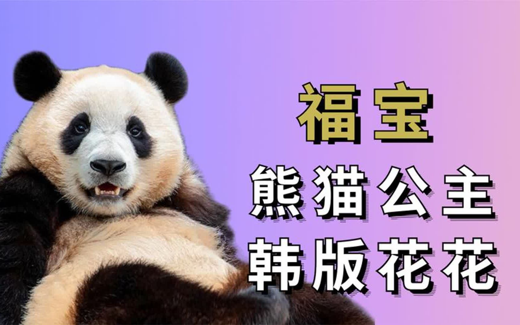 大熊猫的样子描写外貌_熊猫外貌描写的段落_外貌熊猫样子描写大树的句子