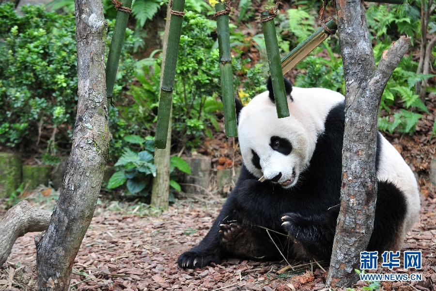 大熊猫的样子描写外貌-统编版语文三年级下册习作七《国宝大熊猫》习作指导范文、同步练习