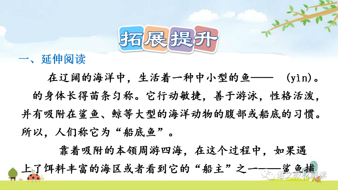 大熊猫的样子描写外貌_外貌熊猫样子描写大树的句子_熊猫外貌描写句子