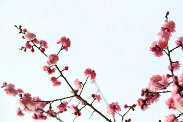 已是悬崖百丈冰犹有花枝俏的意思-陆游作《卜算子·咏梅》，毛主席曾写同名和词，两者境界大不相同