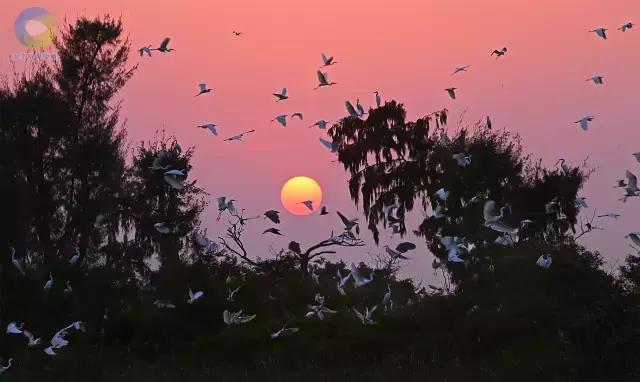 灰伯劳鸟图片_灰伯劳_灰伯劳鸟