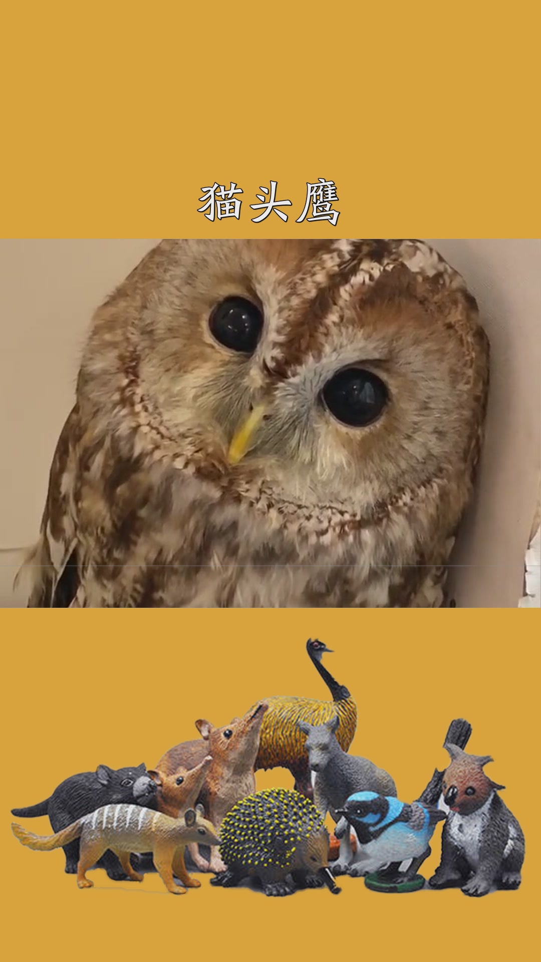 猫头鹰可以养吗_猫头鹰可以养吗吉利吗_猫头鹰能养