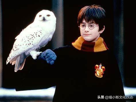 猫头鹰可以养吗吉利吗_猫头鹰可以养吗_猫头鹰能养